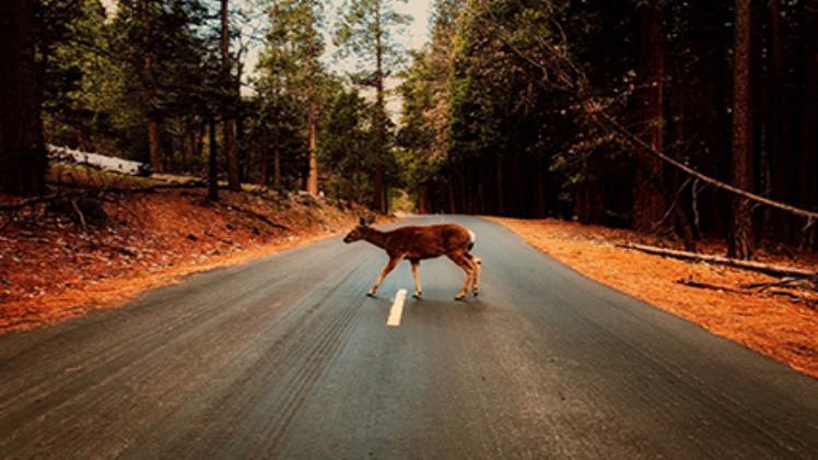 Steps to Take After a Deer Collision